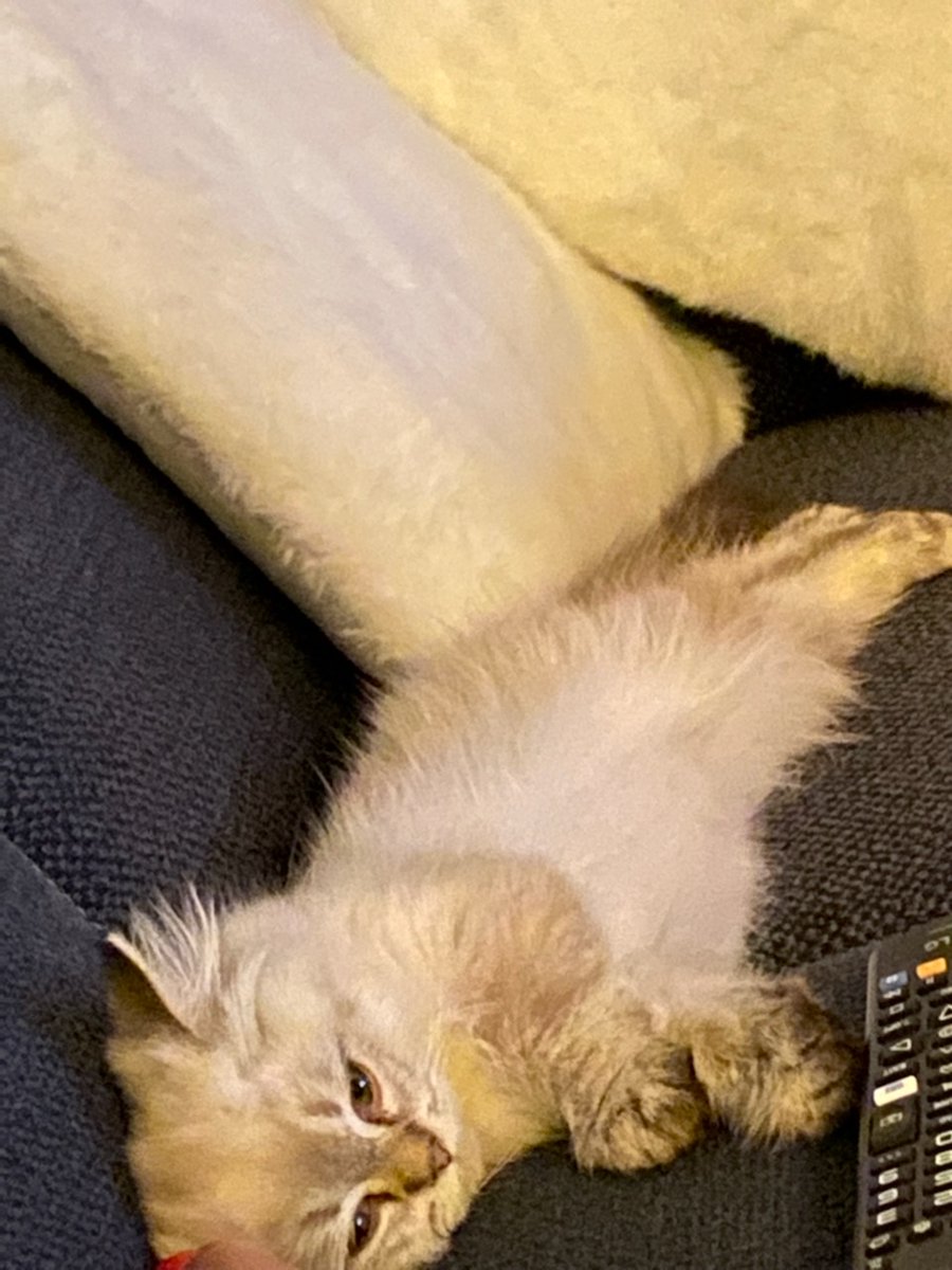 MrVecta's tweet photo. @BigEyesCoin Watching TV after a cute sushi time is the best holiday ever 😍 https://t.co/TGfqGsdZnh