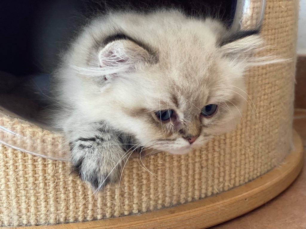 MrVecta's tweet photo. @BigEyesCoin Did someone call me ? 😽 https://t.co/zYOzPNp0HX