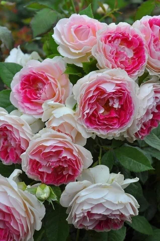 🌞good day beautiful🍀🍀🍀🍀🍀