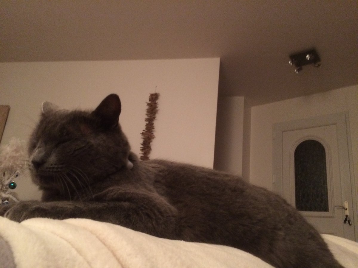 MrVecta's tweet photo. @BigEyesCoin Shhhhh I'meowwww sleeping thanks 😻 https://t.co/vbpfCqZs6B