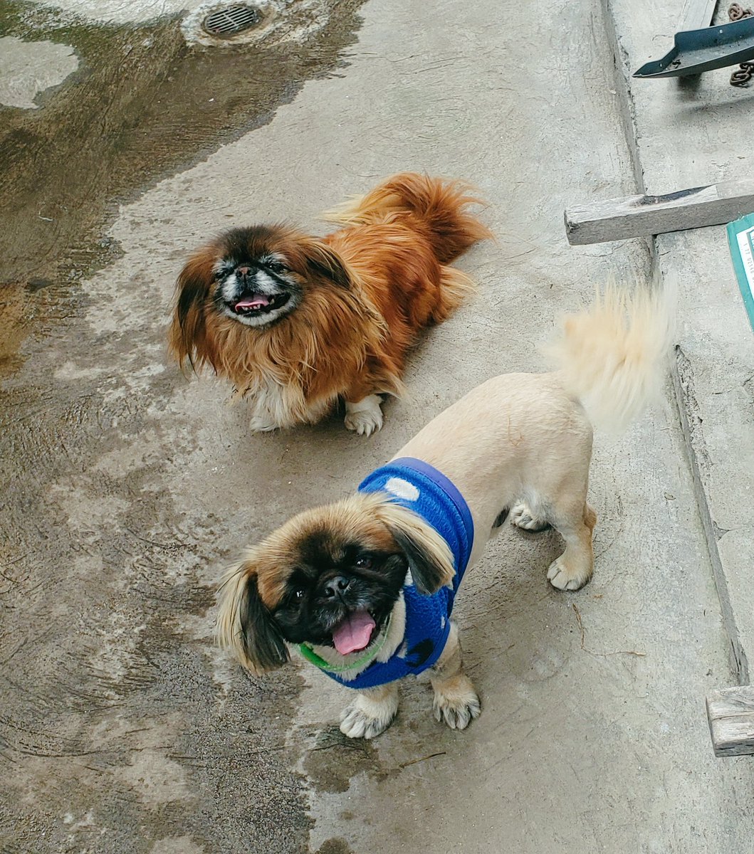 lb_jhonny's tweet photo. Me resulta aún muy difícil creer y aceptar que los perdí este año, ahora mamá e hijo estarán juntos para cuidarme 🥹🥹💔 https://t.co/HRJQS9rlAJ