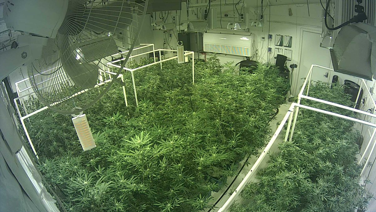 vxunderground's tweet photo. .@mcbazza was exploring Shodan. He found an exposed camera monitoring a large crop of Tomatoes

Good find! https://t.co/Q98g14OiSU