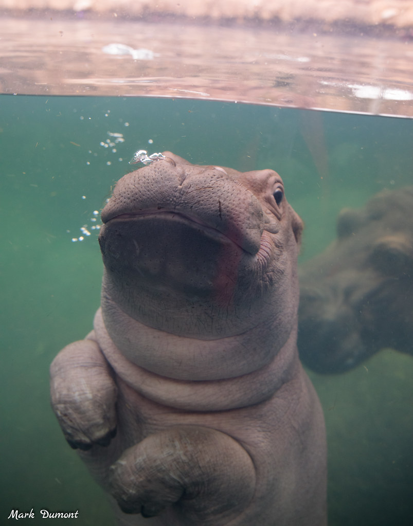 CincinnatiZoo's tweet image. Update: Fritz is 387 pounds today! 👏👏👏