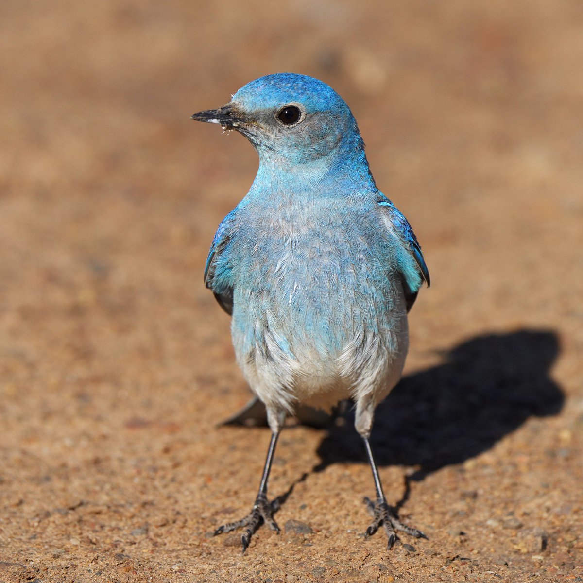 PittaTours's tweet photo. One of the best tour moments during the summer of 2022 was this male MOUNTAIN BLUEBIRD that had learned to pick dead bugs from the grilles of parked cars. So we parked and were treated to these incredible looks #utah #birds #utahbirds #birdtours #bluebird #mountainbluebird https://t.co/D71o2pMeAK