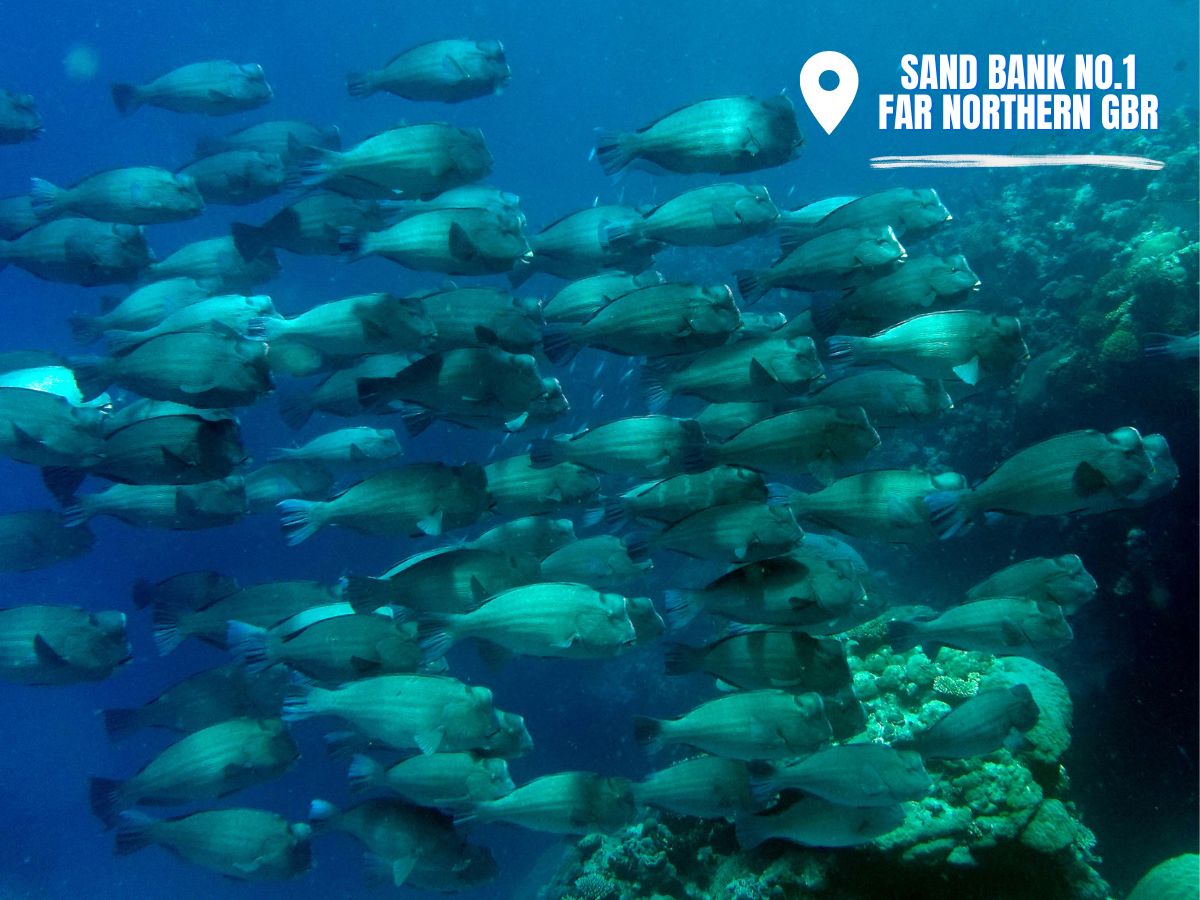 The Long-Term-Monitoring team were surveying reefs in the remote far north #GreatBarrierReef when they bumped into this amazing bumphead parrotfish school.

Reef fish are surveyed on permanently marked sites, enabling us to detect changes through time.

🔗 ow.ly/Y71H50M3YuP