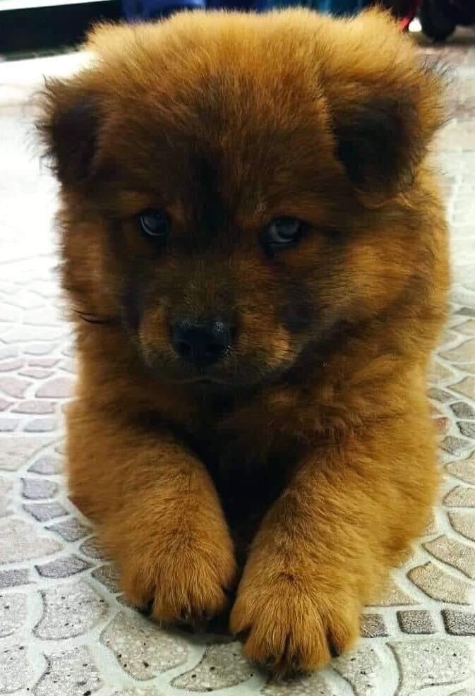 ripchillpill's tweet photo. @binance Mine's

5% doggo
95% attitude https://t.co/zirCjOP24U