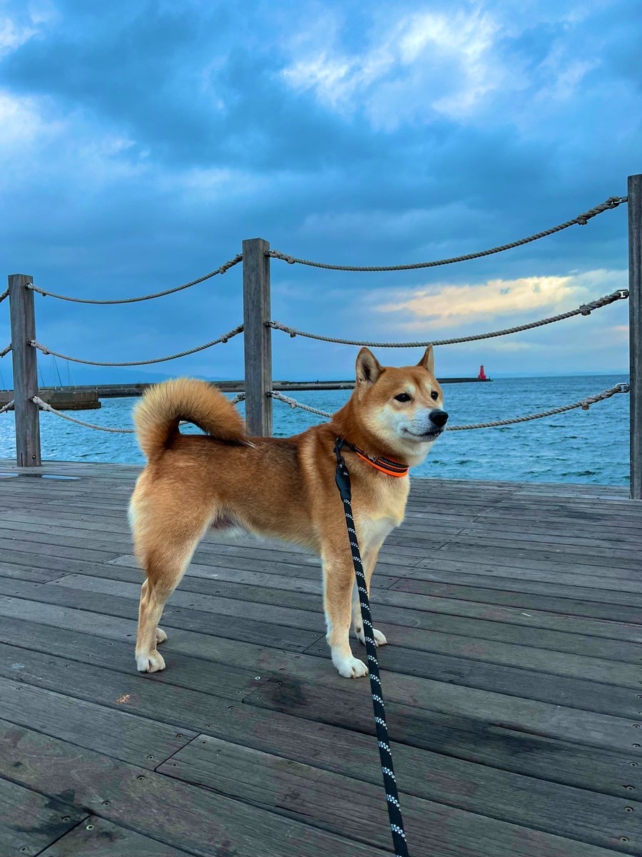 #柴犬 #犬 #愛犬 #dogs

寒さに負けずガンバリマス！ https://t.co/wRJSnvqOU4