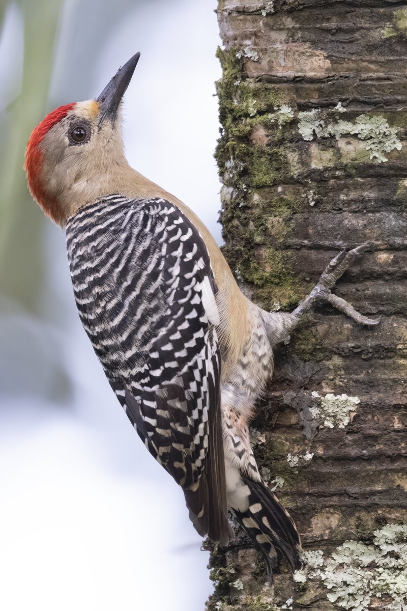 matttrevillion1's tweet photo. Red-crowned Woodpecker, Panama
#canopytower #panama #birdphotography #BirdsOfTwitter #BirdsSeenIn2022 #BBCWildlifePOTD #conkermagazinepotd #wildlifephotography #wildlife #nature #NaturePhotography #birdwatch #gamboa #woodpecker #birding #TwitterNatureCommunity #wildlifemagazine https://t.co/fmuOR34i9b