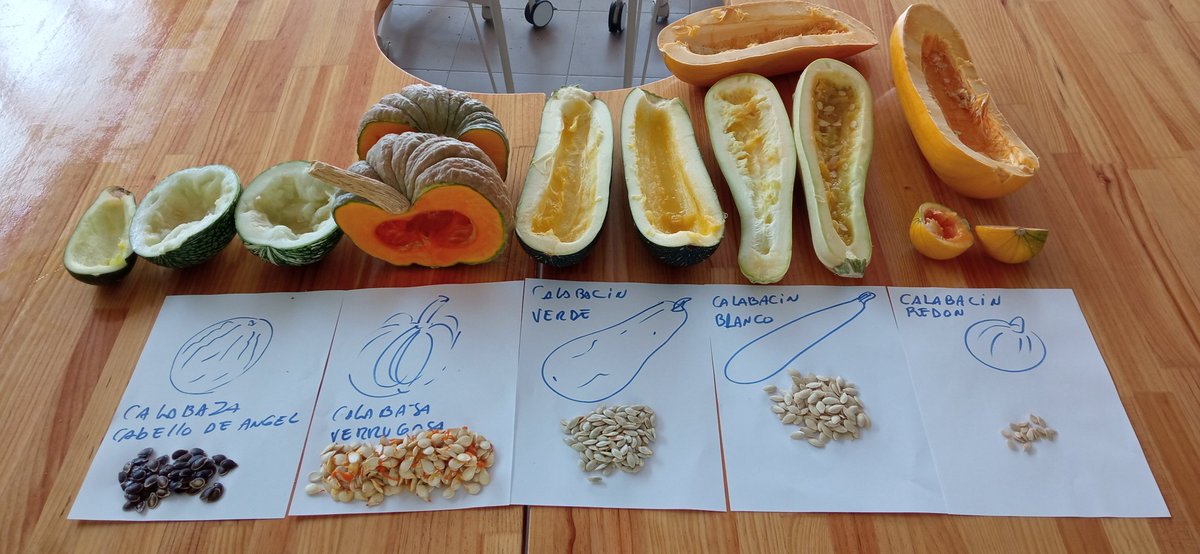 Más semillas de 6 variedades nuevas de calabacín y calabazas taller extracción de semillas y sensibilización ambiental <a href="/CPBSANTAANA/">Colegio Santa Ana</a> <a href="/flaco_lagarto4/">Huerto Dos Estación</a> <a href="/future_spain/">Profes por el futuro🌱</a> el arte de ser feliz 💚