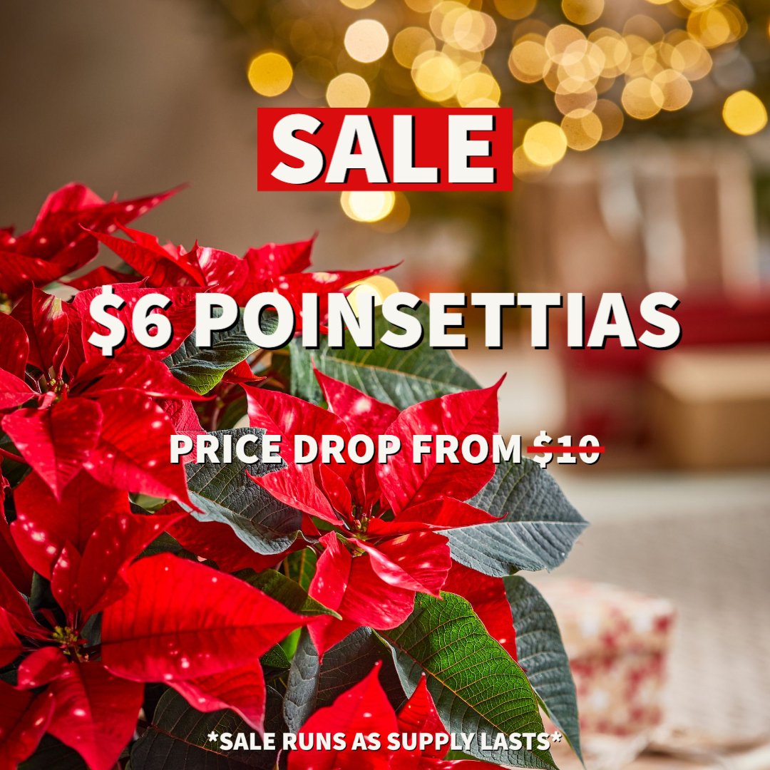 Make sure to stop by and grab a Poinsettia before the Holidays!