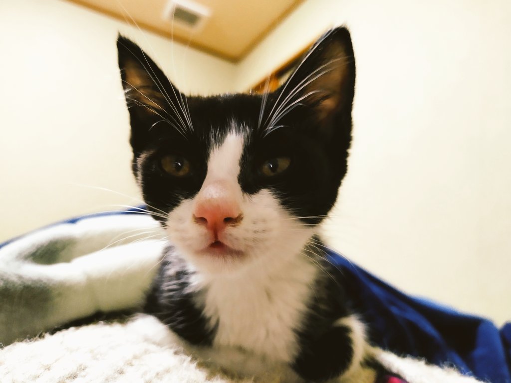 hogonekoittsumu's tweet photo. 主の胸の上でくつろぐの図
耳元でずっとゴロゴロいわれると
くすぐったいから
こっちの方が100倍いいです

#子猫　#猫風邪
#早く良くなれ https://t.co/d71cWrGQsS