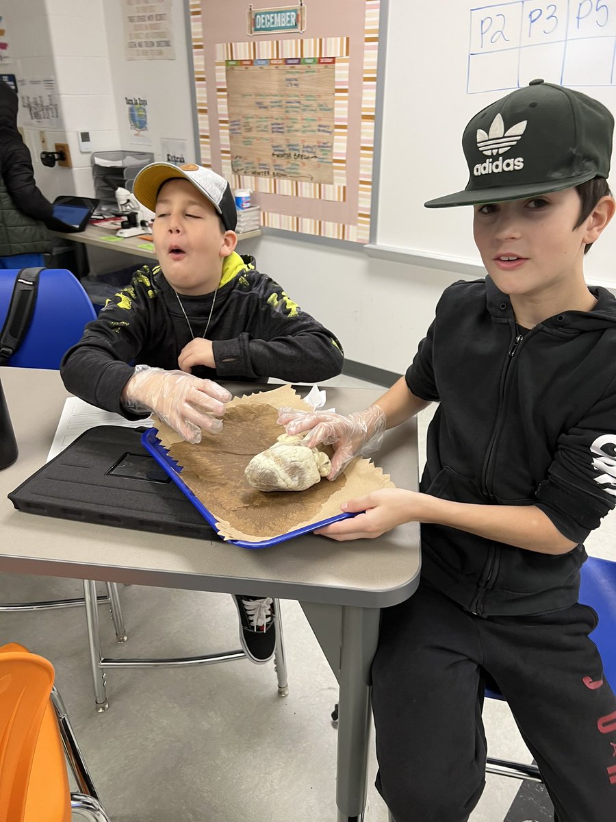mshannahpech's tweet photo. We explored some REAL organs to discover how they were made of multiple tissues! https://t.co/1P8iXb7xkS