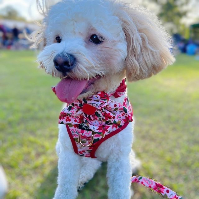 Can Newborn Puppies Wear Collars