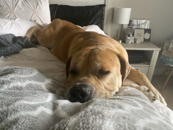 dogsbuzzcom's tweet image. How To Train the Boerboel Dog Breed via bit.ly/3FzcxnM