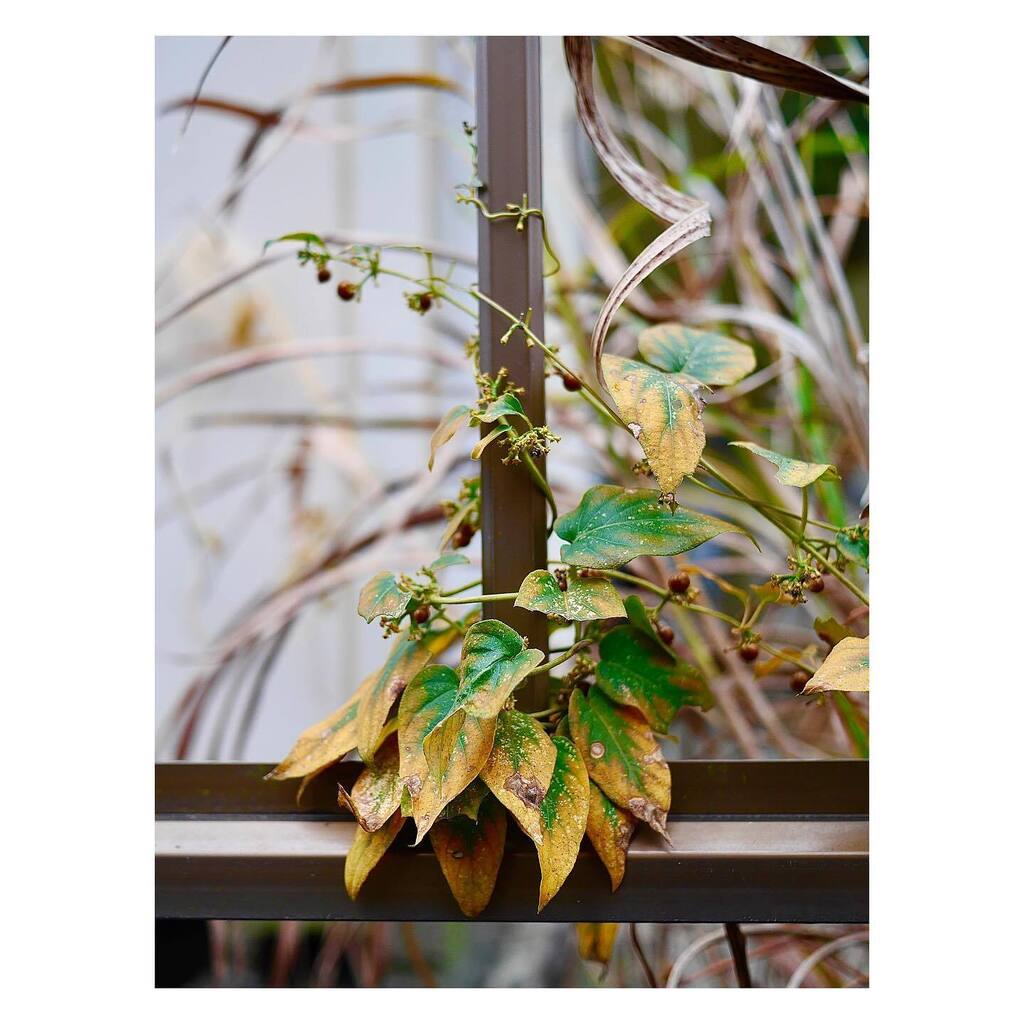 kikutaroid's tweet photo. 記録
#街歩き
#scene
#植物 #plants
#路傍 #roadside
#panasonic #lumix #lumixg6 #dmcg6 #g6 #microfourthirds #m43
#lumixg #lumixg2017asph #singlefocuslens #aflens
#trimmed #retouched 
#darkroomapp https://t.co/WTlzOiixeb https://t.co/6vOwEW2Bjt