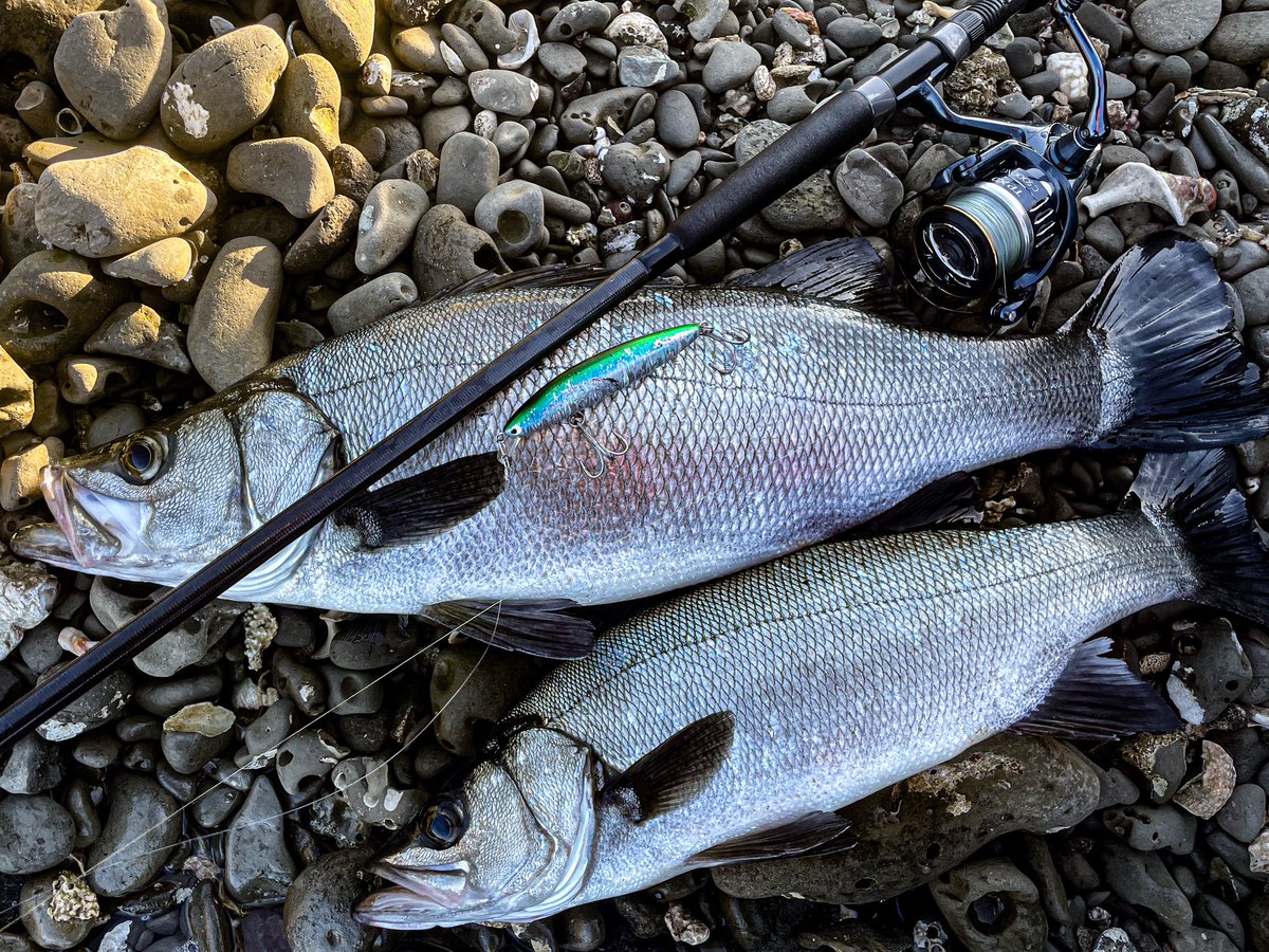 haze0522's tweet photo. 上げのタイミングと風の吹き始め、プロトのPZDVの2タイプで出てくれました!
マイクロベイト・魚が沈んでいる。そんなタイミングでベイトを散らしながら、リアクション入れたらすぐに反応が出てくる。
そんな不思議な力があるミノー
#VARIVAS8
#SENKIN
#110works
#pozidrivegarage
#pzdv145
#pzdv105 https://t.co/8FQNkpERYF