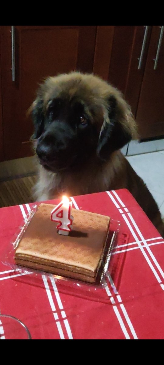 netnando's tweet image. Augurissimi di buon compleanno alla mia patatona Ariel (Wiyot Querida) #leonberger +4❤️❤️❤️❤️