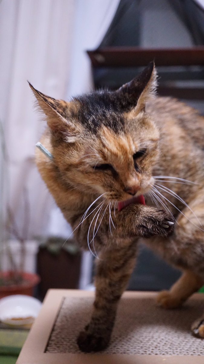 お母やんはとても丁寧に毛づくろいする猫だったので 毛づくろいする猫のかわいさをよく教えてくれたのでした 2020.12.16