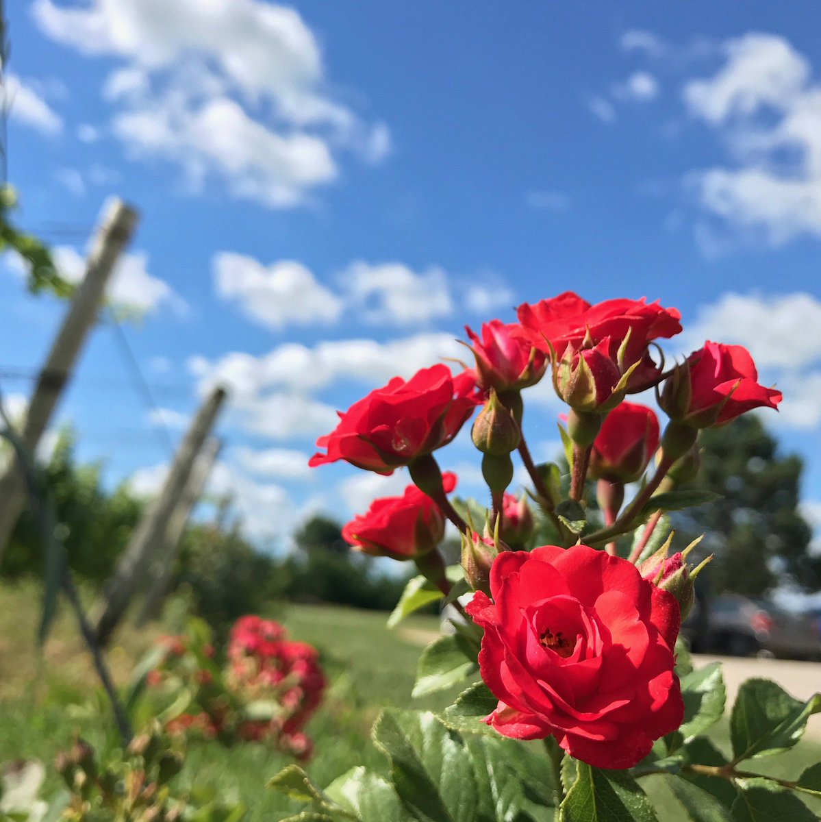 ruben_corella's tweet photo. #landscape #landscapedesign #landscaping #gardens #flowers #redroses #autumnfall #AutumnVibes #redroses #roses #rosas #roseslover #jardin #jardinerรญa #belleza #sevenwonders #fridayroses #finde #weekendvibes #Motivacion #paisaje #paisajes https://t.co/5aosfvf2ig