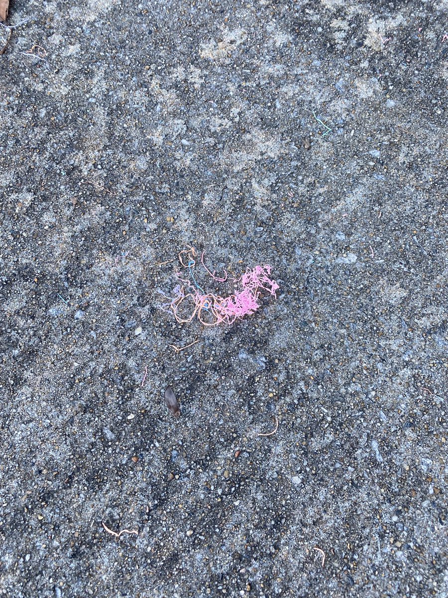 Letsocal's tweet photo. Silly string is not “fun”, is dumping #microplastics in the environment. Schools should be educating kids to be more responsible, instead of promoting 
#plasticpollution 

@greenschoolsnn @beyongbenign
#sadmom 🙁 https://t.co/Zbvtou23LZ