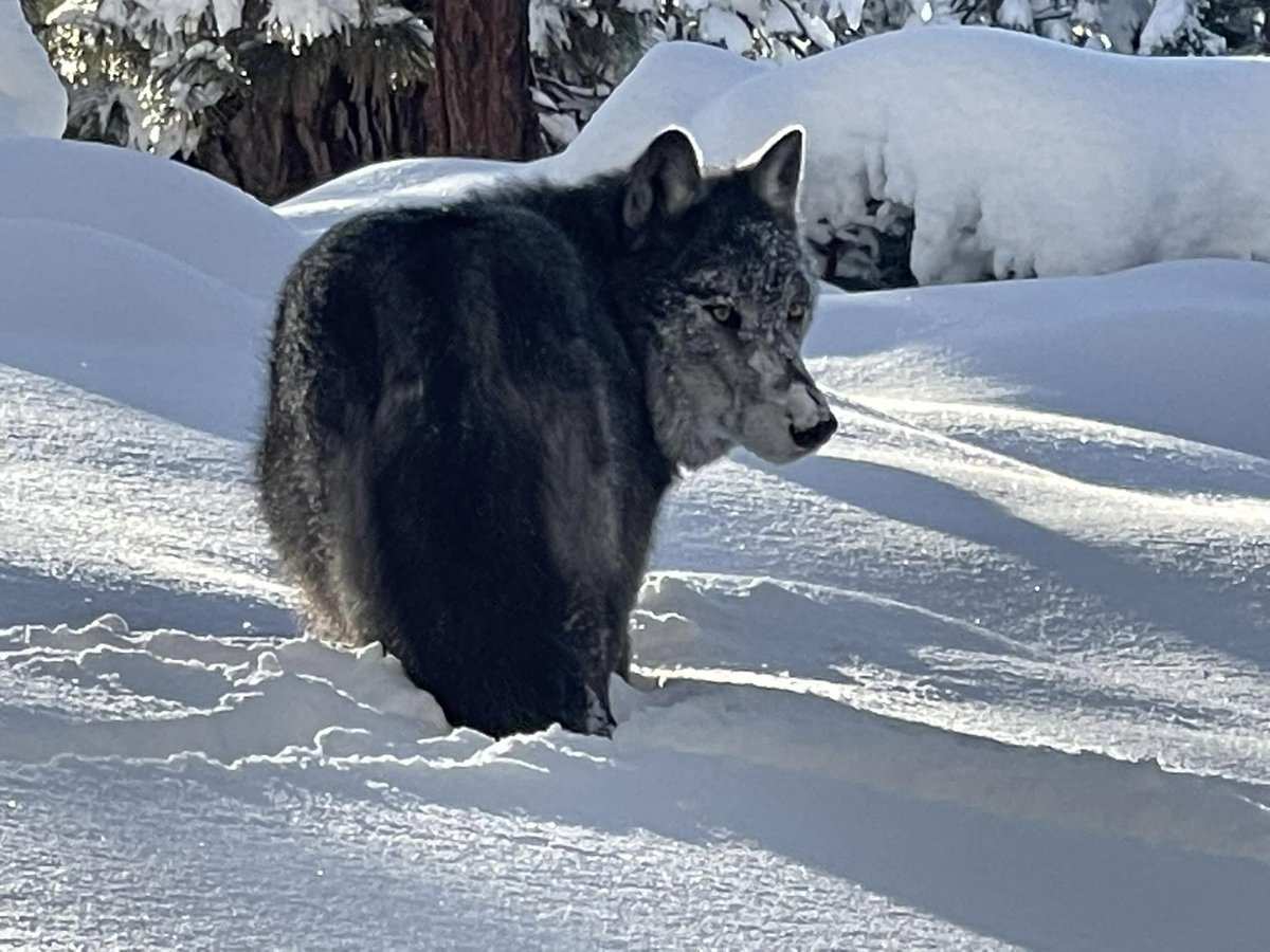 OlivrTheWolfGuy's tweet image. Snow Nose! Today&apos;s cute wolf photo features @iqniq1 with a face full of the fluffy white stuff. #WolvesOfTwitter