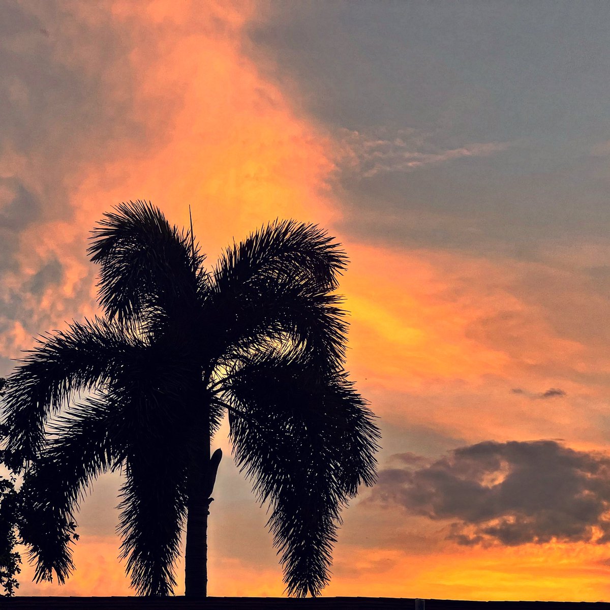 amadeo77's tweet photo. In my #backyard cleaning pool but saw my #favorite #palmtree in #frontyard and had to snap #sunset #colors in the #sky on a #gorgeous #florida day at #dusk #clouds #admirenature #creationshouts #endofday #therightway #outside #foxtailpalm #palmtrees #appreciatelife https://t.co/krBUA0fxZV