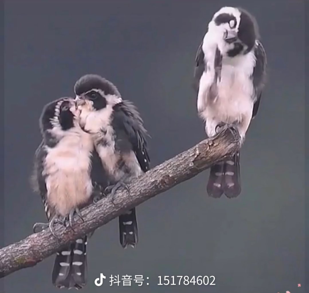 project_temper's tweet photo. @lihui60336527 這是同一個畫家畫的吧？ https://t.co/fq0qnJsP4D