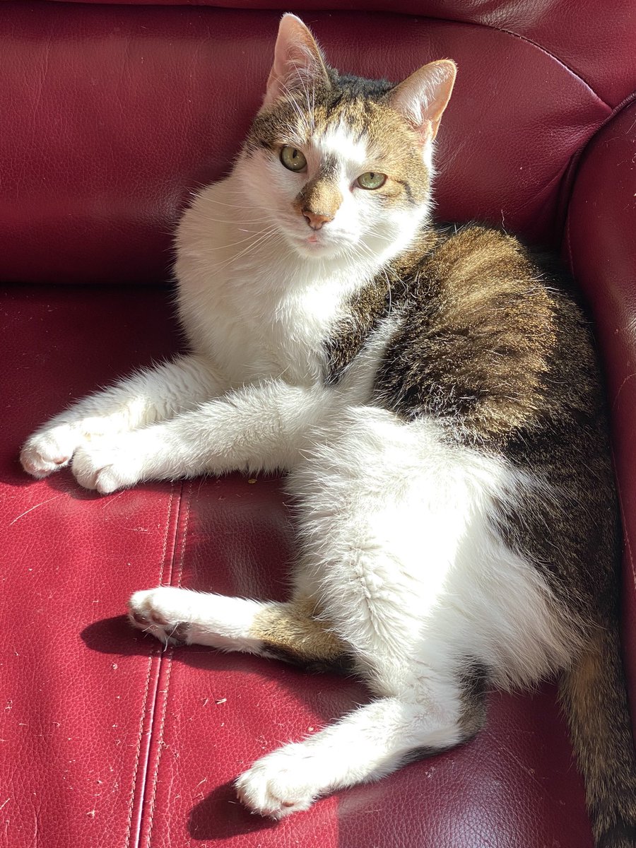 ChiefXerDax's tweet photo. Mum here again. We have tonight made the very heartbreaking decision to give Theo his wings so he is at peace and can go OTRB 🌈 to his gorgeous twin brother and our other loved and much missed fur family. Hold your furbabies close and give them a kiss. 💜💜 https://t.co/dpi5S7UDV3