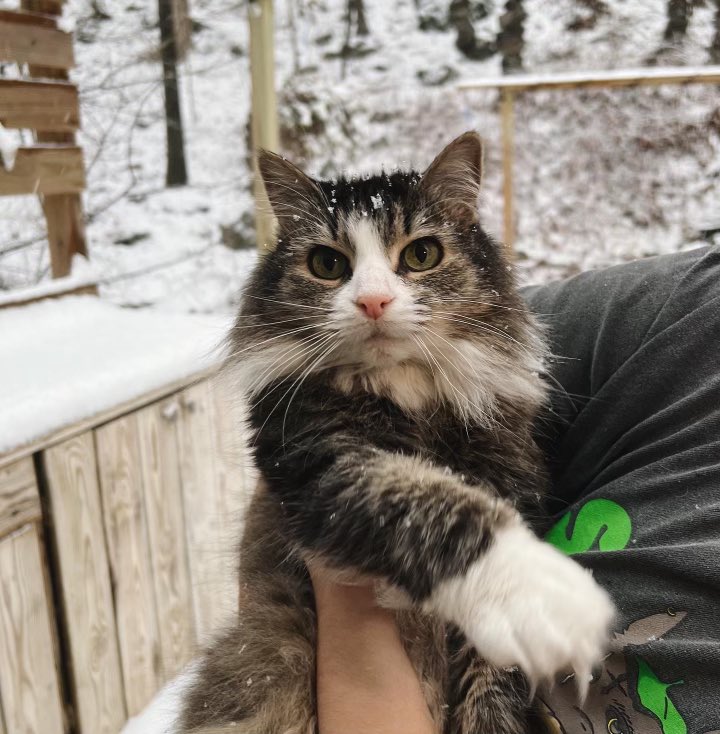 chrismelbz's tweet photo. cats saw some snow today https://t.co/pgzBVhO5He