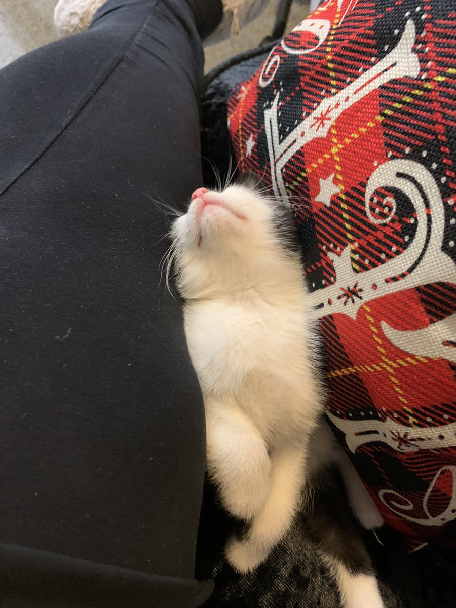 Racheltimlin1's tweet photo. My beautiful fur babies! I’m so excited for you guys to meet them on Saturdays stream ❤️ https://t.co/GgJo2D0lhU