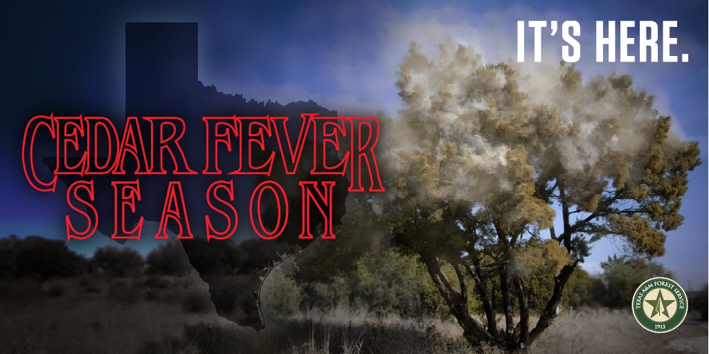 TXForestService's tweet image. Trees that cause cedar fever, predominantly Ashe juniper in Texas, begin producing pollen in mid-December, often triggered by colder weather or the passage of a cold front. Pollen production reaches its peak in mid-January, before tapering off in March. 👉 bit.ly/3GXxGar