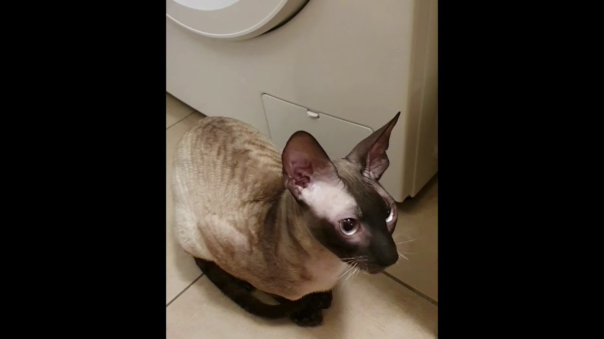 MeowMoeDotCom's tweet photo. cornish rex Tulpan can talk, just listen 😺
 
https://t.co/F1sWDcBEOR
 
#Cat #CatCornishRex #CatTalking #CatVideos #CatsTooCute https://t.co/VfIlyF2erc