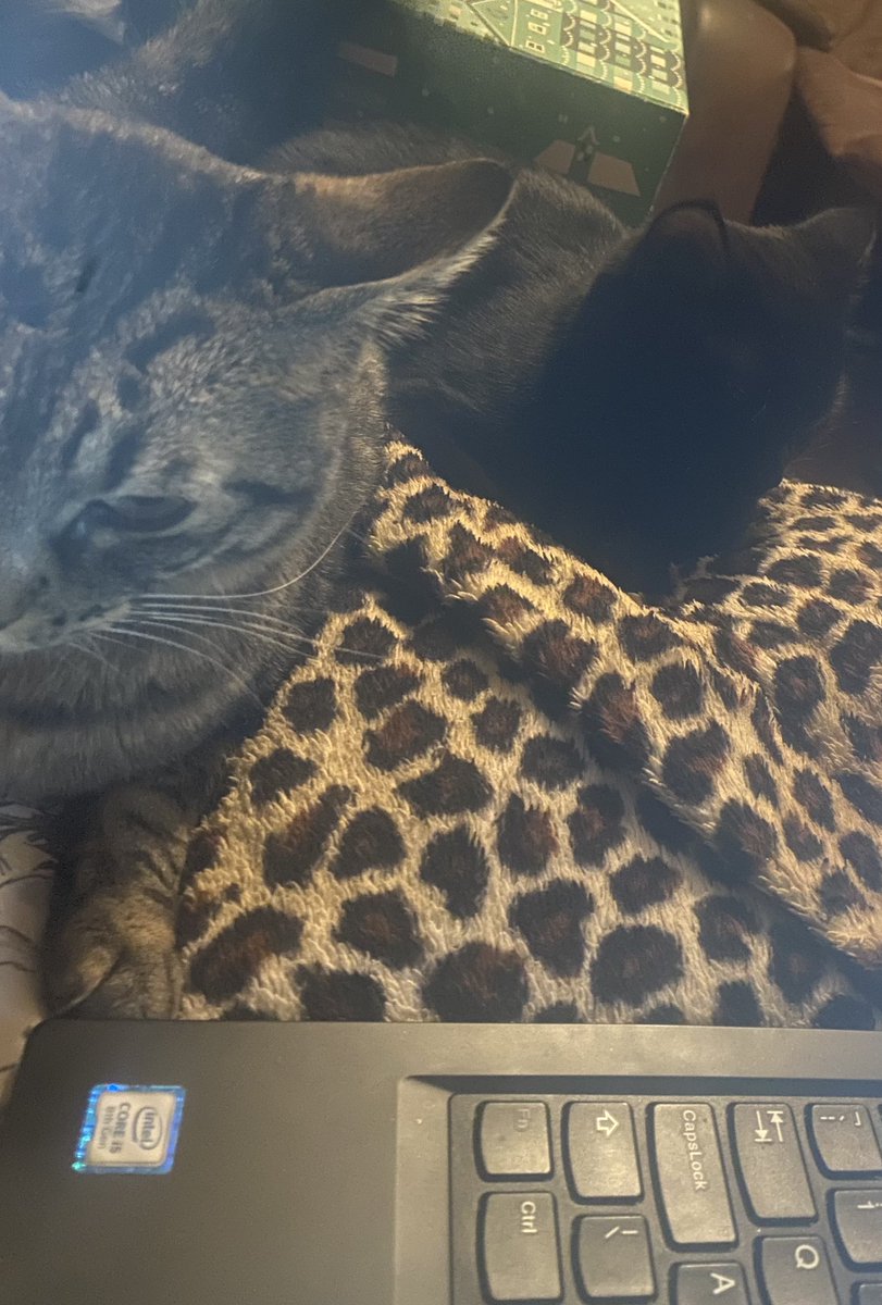 After 6 weeks of stressing, a MASSIVE fight, hissing, swatting and filthy looks, destroying my paintwork with a screen door and a shit ton of patience and cat treats we finally have some kind of progress.  I know they’re going to be besties 😻😻