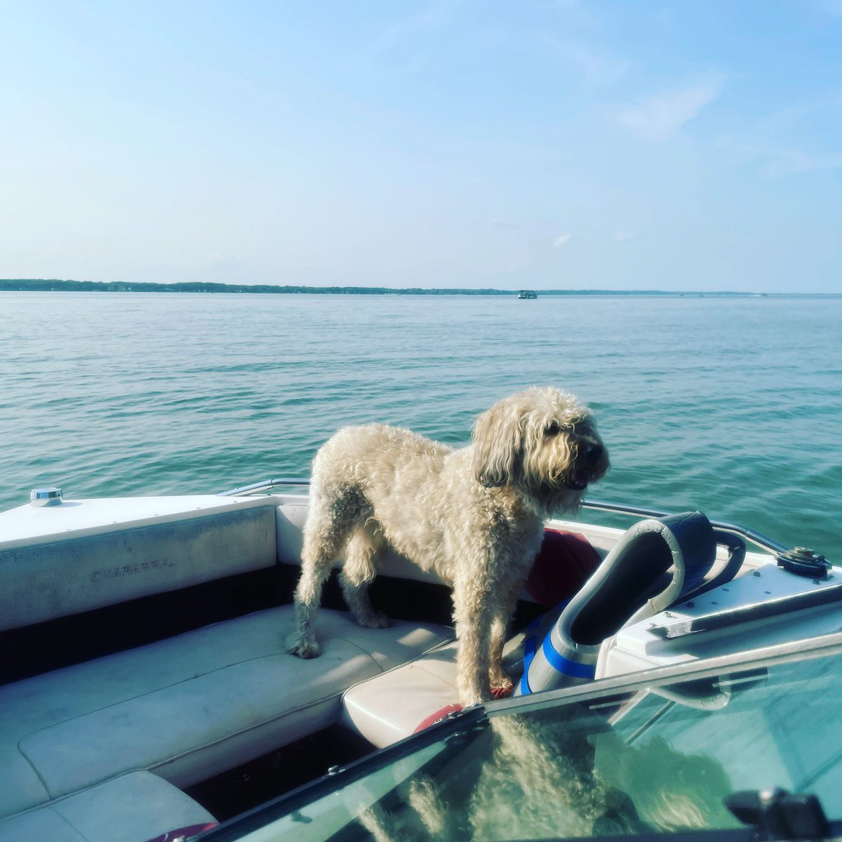 SaratogaWheaten's tweet photo. I donโt know about reindeer and sleighs, but boat rides are my favorite. I am always ready! Can you believe there are only 10 days left in this years #WheatenChristmasCountdown! #Dogs #DogsofTwitter #WheatensofTwitter #WheatenTerriers #Wheatens #ZSHQ #ThrowbackThursday https://t.co/T7qhHj076d