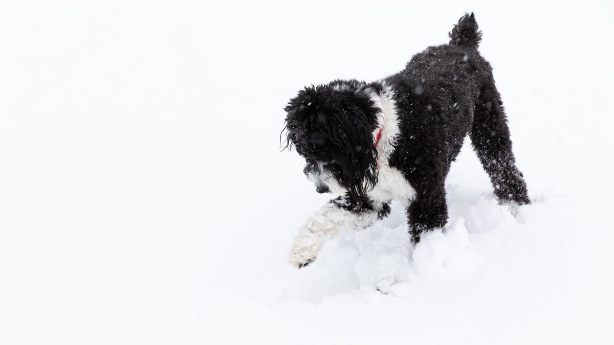 Snowpup. #aussiedoodle #snowstorm #Doodles