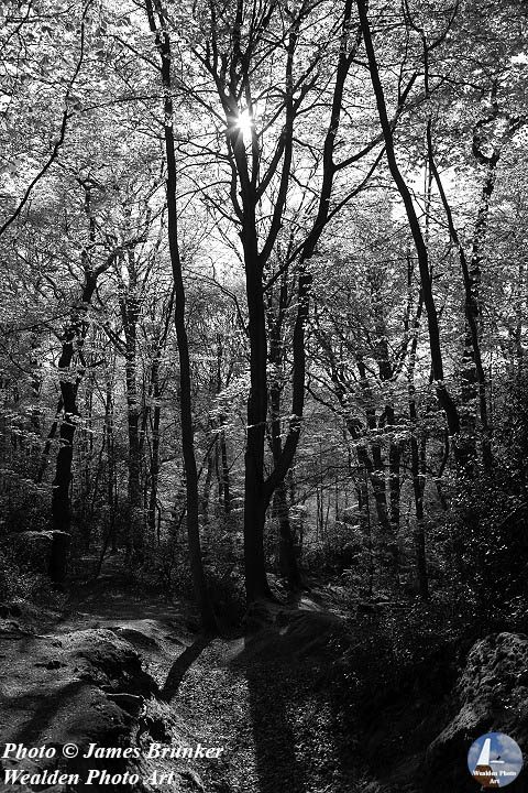 jamesbrunker's tweet photo. Beech trees in early spring for #TreeThursday, available as prints and on #gifts here: https://t.co/DfaOdTdOhy
#BuyIntoArt #TreesOnThursday #ThursdayTrees #treelovers #woodland #forests #blackandwhite #naturelovers #nature #landscapes #wallart https://t.co/vTtmYsWhyH
