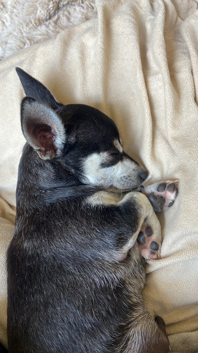 SomerstoneTB's tweet photo. #pupwatch he’s sleeping 😴🥰 https://t.co/hMlhjTrs7a