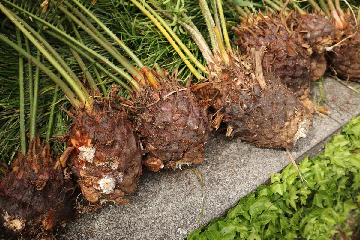 #Cycads being propagated at Monte Palace Garden, #Madeira.
<a href="/MontePalace/">Monte Palace Madeira</a>