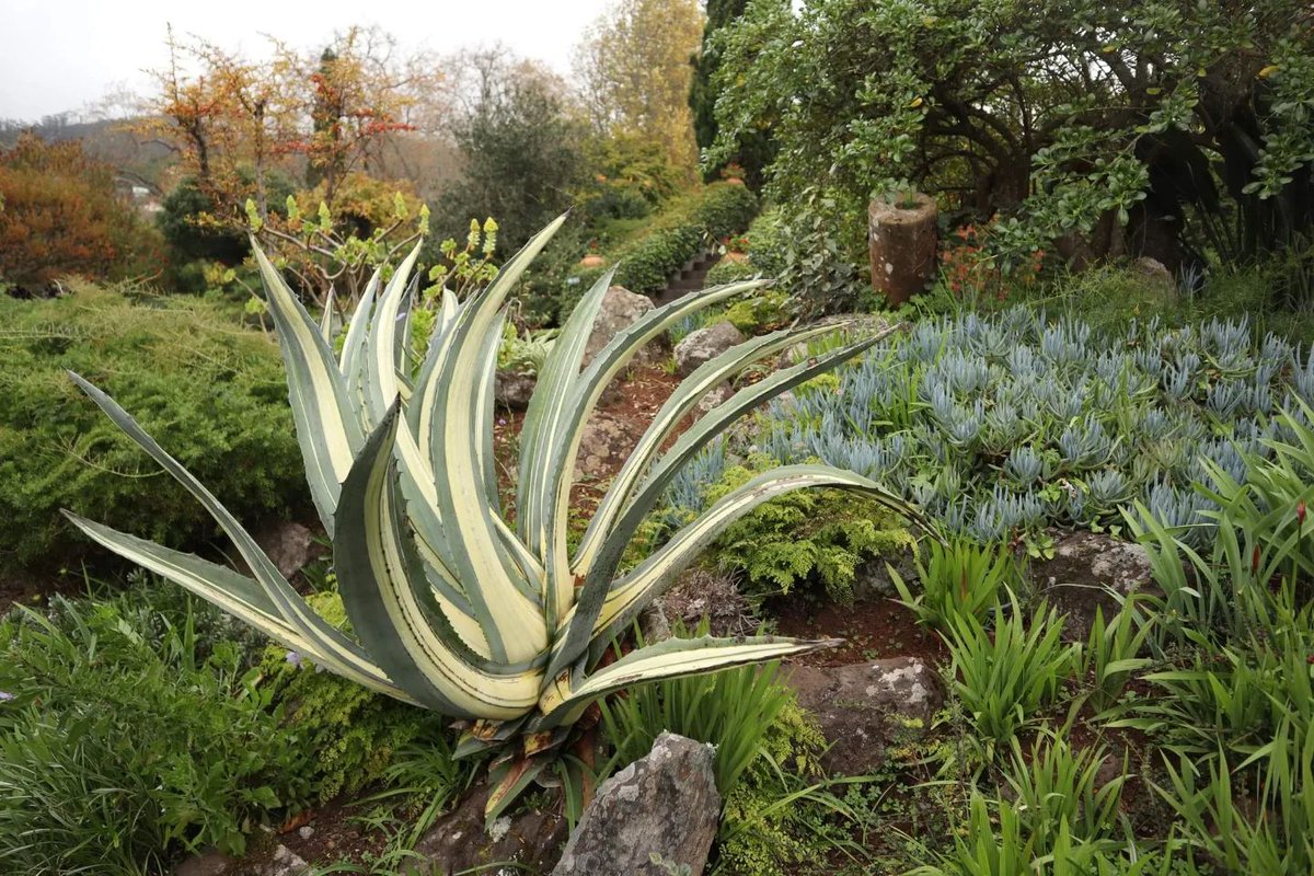 A beautiful example of an #agave. I love how it seems to wave in the breeze. At the #Palheiro Garden on #Madeira.