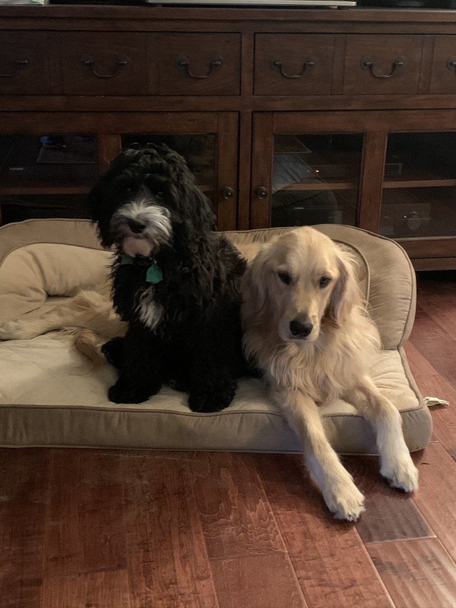 Attie and Harper!