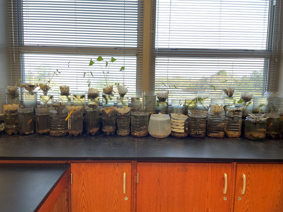AmandaM72513's tweet photo. The final goldfish survivors in the ecobottle project. All but 4 of the guppies lived! It was really cool to see the Nitrogen Cycle in action! It smells awful like ammonia!🥴😁#midtermweek #vacation #readytorest https://t.co/K6XknYw7zI