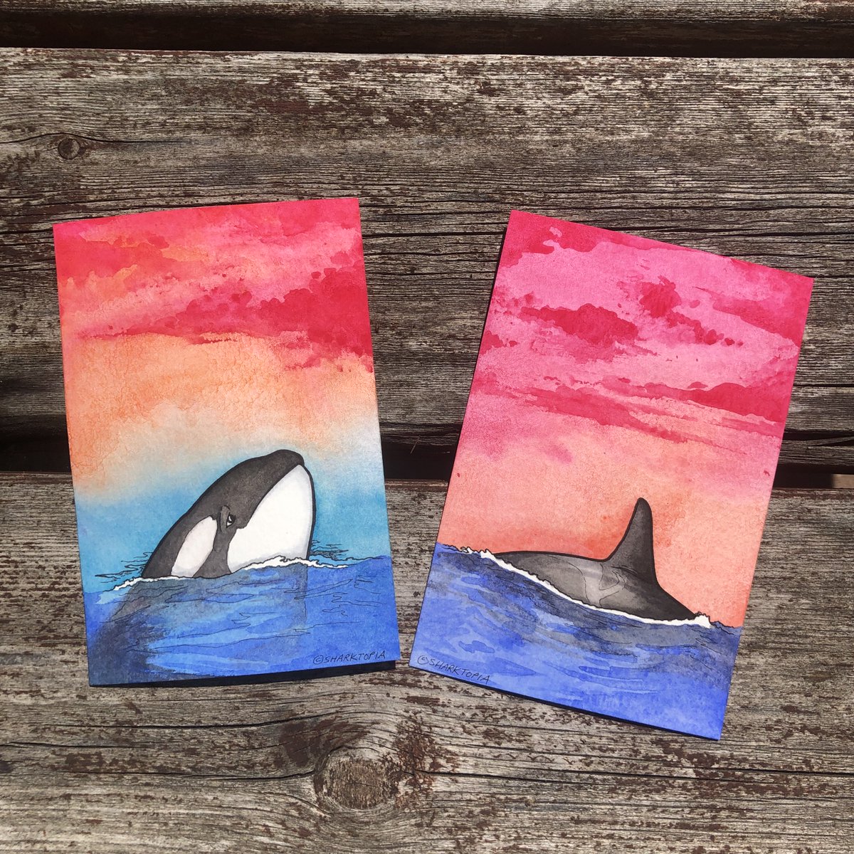 cetaceans_org's tweet photo. A tribute in watercolor to 'Ocean Sun' and 'Tokitae'. May they be reunited in the Salish Sea. 💙
Art by @sharktopia 

#Orca #Orcas #SouthernResidentOrcas #Tokitae #KillerWhales #OceanSun #Cetaceans https://t.co/HfSCfMFDYS