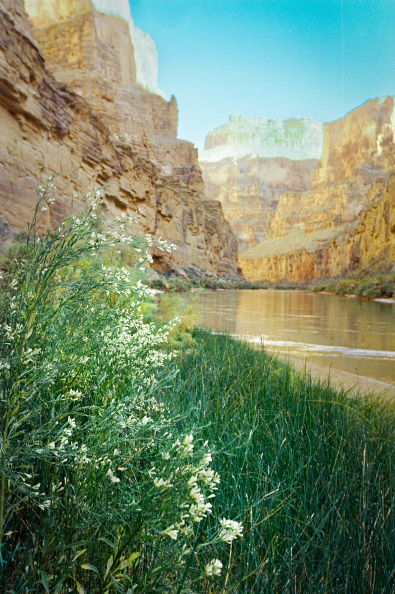 cameronjthacker's tweet photo. First couple of rolls from the canyon developed and scanned in. What a magical place!
#grandcanyon #nationalparks #adventure #KODAK #ektar100 #photography https://t.co/UGaUPHZhHL