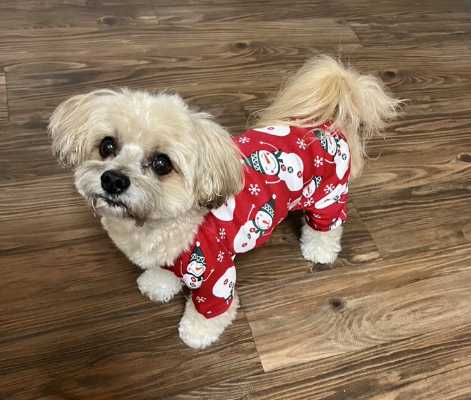 Simba 🐶🫶🏽 https://t.co/DWa0gsBtCg