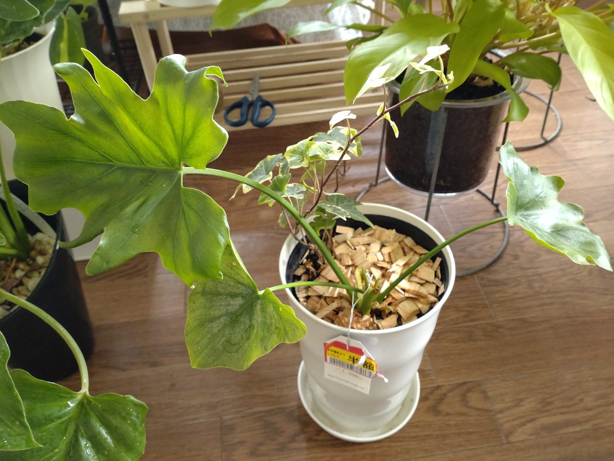 アイビー Twitter Search Twitter