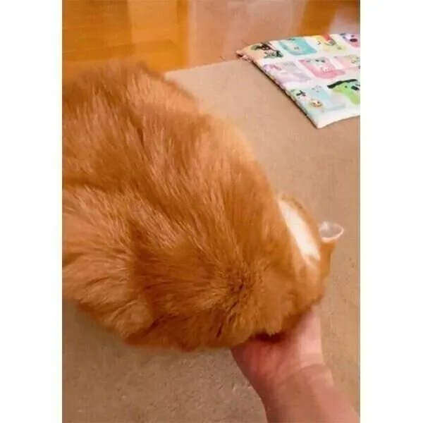 飼い主さんのナデナデが気持ちよくて、思わず前屈!? 後頭部をなでられて甘える猫の心理|獣医師解説|ねこのきもちWEB MAGAZINE https://t.co/FBNJCJdhH7