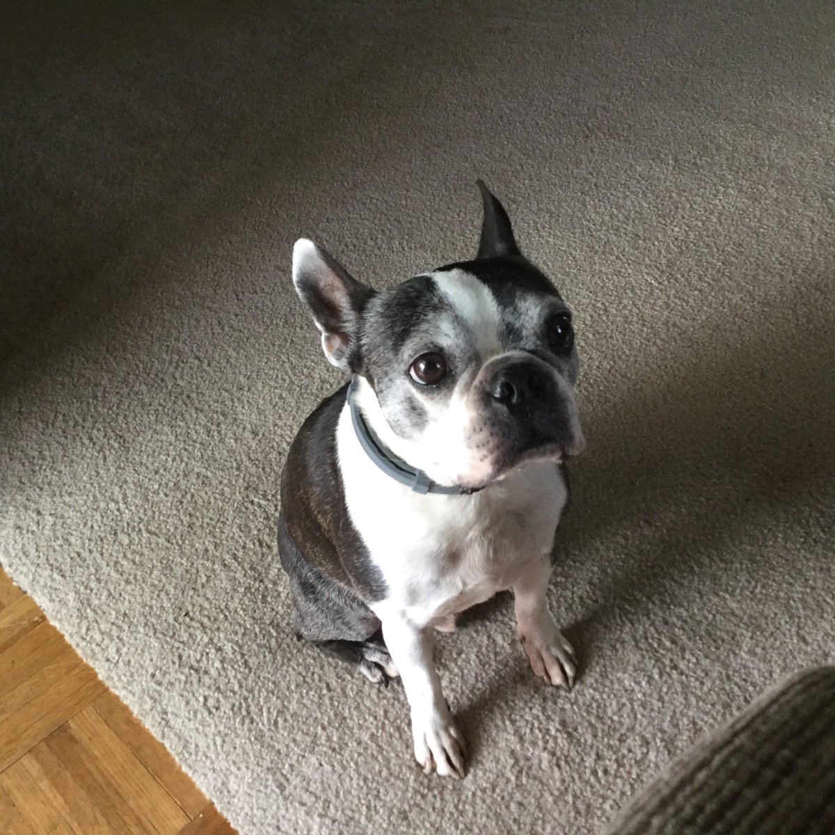 RebeccaMoore29's tweet photo. Had to have my sweet Max put down today. He was 16 years old and it was time. Sure going to miss him, he was Bobs dog. https://t.co/MrflXFN5Bb