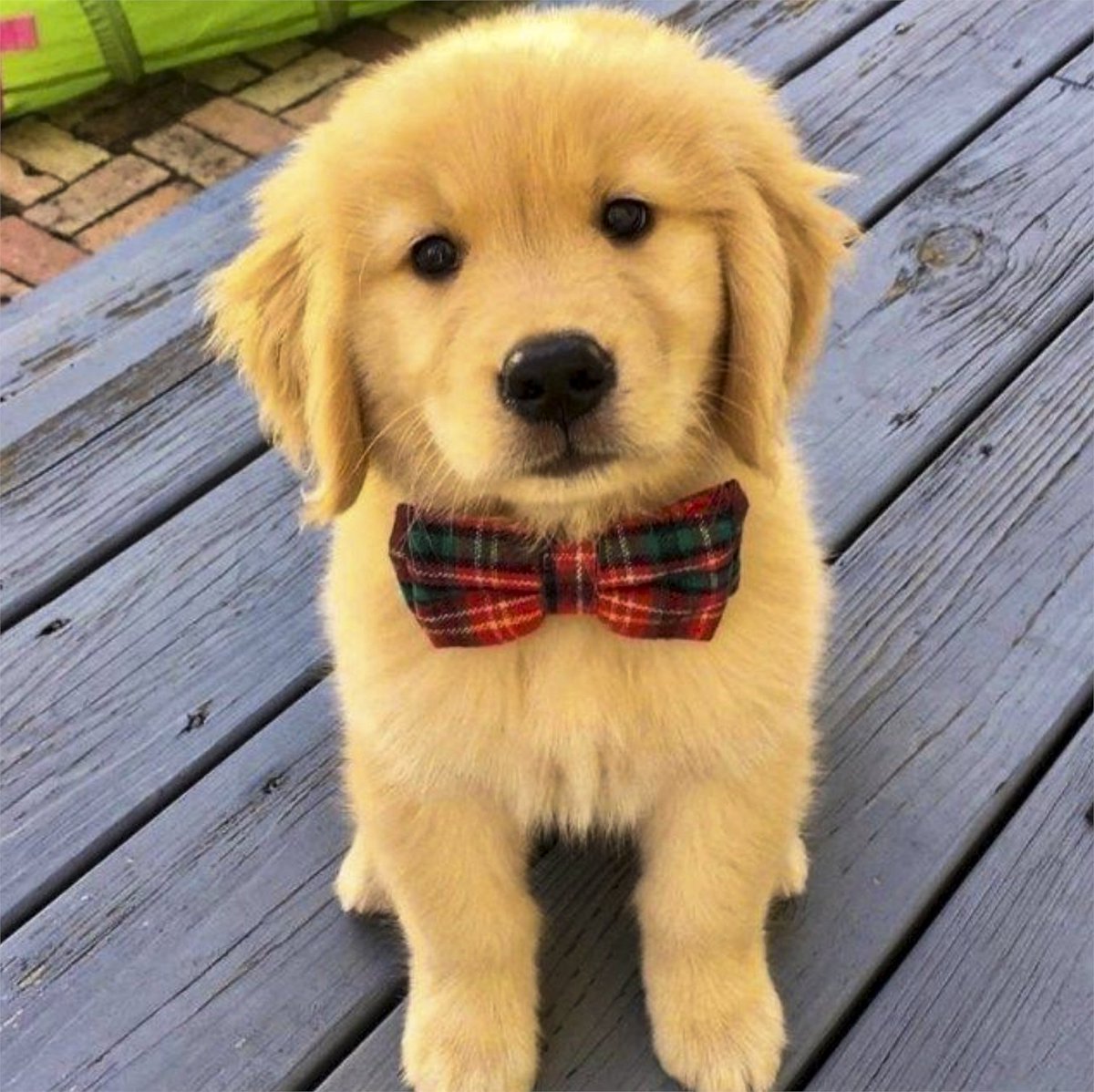 TrevDon's tweet image. This pup is named after the last thing you ate. What is the pups name? 🤔  #DogsOnTwitter