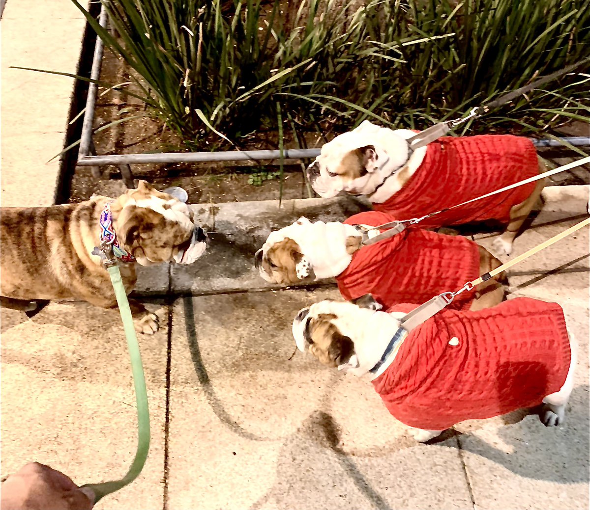 En la Alameda #Newton y sus vecinos.

Creo que ya se armó la primera 🪅 Posada. 

#CafecitoNecesario 🎅 🎄