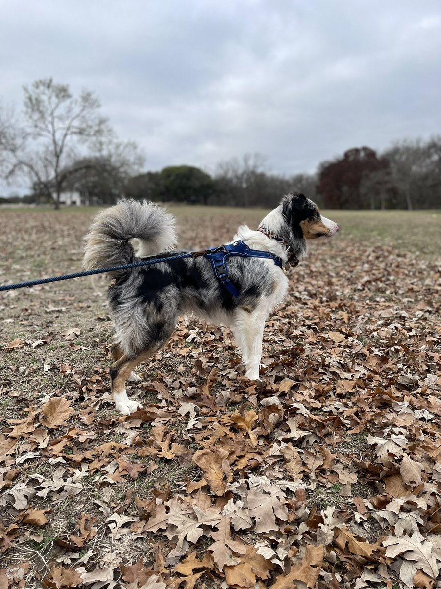 JTHusmann's tweet photo. Pimento! 🌶🥏
#discdog https://t.co/ExK8rOKuRj